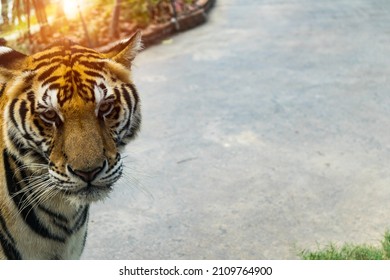 Soft Focus Of Leopard  Tiger (Felise Tigris) With Sunlight Background And Space.It Is Hunting Victim At Night. Clipping Path Included. The Tiger Hunter Is Staring At Its Prey.