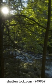 Soft Focus, Little Pigeon River, Smokies