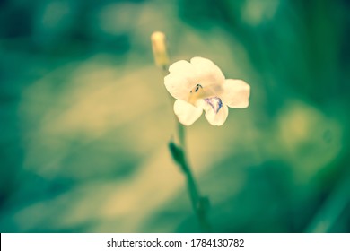 soft focus little white grass flower spring nature   background