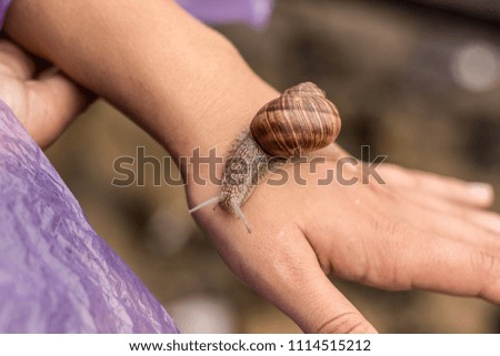 soft focus macro snail on hand with unfocused background concept