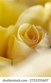 Soft focus macro view of yellow rose flower center. Dreamy sunny floral background fitting The Tender Shift.