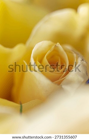 Soft focus macro view of yellow rose flower center. Dreamy sunny floral background fitting The Tender Shift.