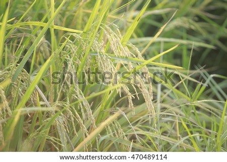 mature and ripe Mature and ripe