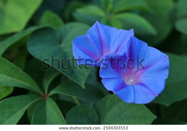 Soft focus. Morning glory flowers. Ipomoea\
indica .Family Convolvulaceae, Ocean blue morning glory\
. Blue\
dawn flower. Purple flowers  ipomoea indica. Blue Morning Glory\
flower on black background