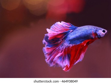 Soft Focus Motion Blur Of Blue Red White Beta Fish Tail Swim In Water Tank Background ,siamese Fighting Fish ,  Breeding And Copy Space, France Flag