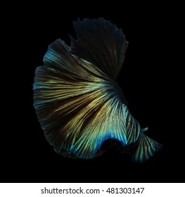 Soft Focus Motion Blur Of Green Brown Gold Metal Silver Color Beta Fish Tail Swim In Tank , Water Background ,Siamese Fighting Fish , Breeding Business, France Flag