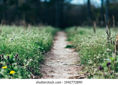 A Soft Focus Of A Narrow Dirt Path Through A Field Of Beautiful Flowers In Spring