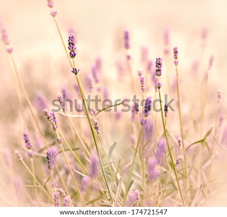 Similar – #A# Lavender Sun