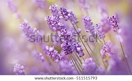 Soft focus on lavender flower, beautiful lavender flower