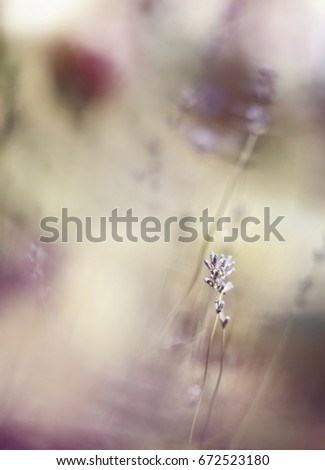 Similar – Foto Bild blau hängend Natur Pflanze