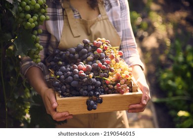 Soft focus on ripe juicy grapes in wooden box in the hands of female vine grower, viticulturist harvesting organic crop early in the morning, on summer day. Sunbeams falling on vineyard. Viticulture - Shutterstock ID 2190546015