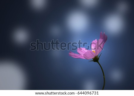 Similar – Image, Stock Photo Into The Sun. Daisy Meadow