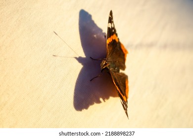 Soft focus photo of a Butterfly in the sun with shadow on a white tshirt fabric