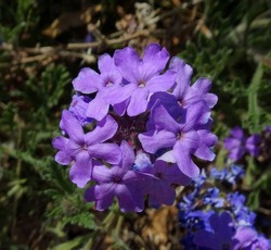Soft Focus Photo Of A Cluster Of Dakota Mock Vervain Flowers; Tonto National Forest In Arizona