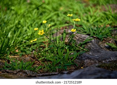 A soft focus photo of  Meadow buttercups, tall buttercup, common buttercup and giant buttercup. A cute little yellow flower and sometimes called a garden weed.