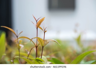 Soft focus plants.