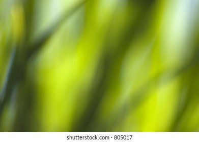 soft focus plants