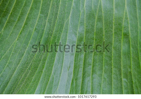 Soft Focus Platycerium Ridleyi Beautiful Fern Stock Photo Edit Now