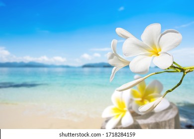 soft focus of Plumeria with white sand and beautiful blue sea over clear blue sky.