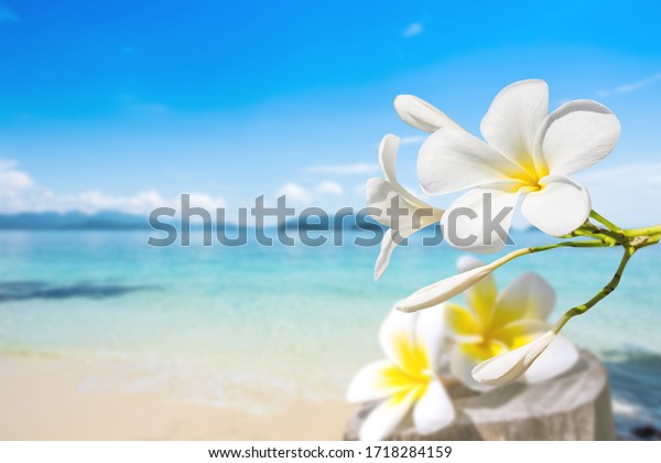 プルメリア 海 の画像 写真素材 ベクター画像 Shutterstock