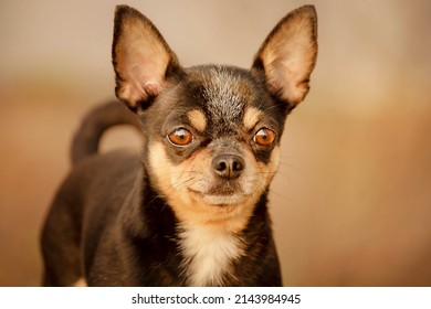 Soft Focus Portrait Of Chihuahua Tricolor. Dog At Sunset.