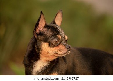 Soft Focus Portrait Of Chihuahua Tricolor. Dog At Sunset.