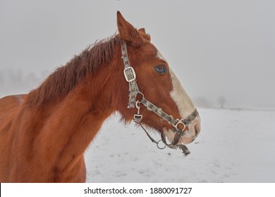 Soft Focus, Portrait Of A Horse Side View, Brown Stallion