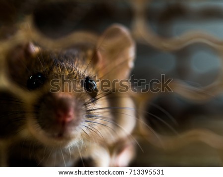 Foto Bild Rat Empfehlung Haustier