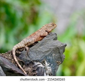 Soft Focus Show Reptile Animal Natural Forest