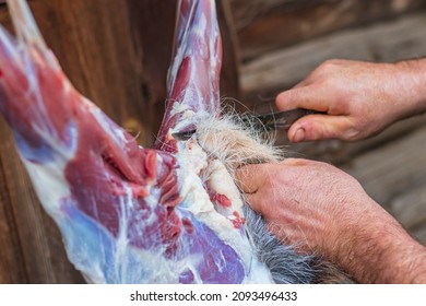 Soft Focus. Street Lighting. A Man With A Knife Removes The Skin From A Dead Animal. Rural Area