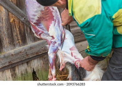 Soft Focus. Street Lighting. A Man With A Knife Removes The Skin From A Dead Animal. Rural Area