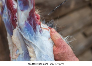 Soft Focus. Street Lighting. A Man With A Knife Removes The Skin From A Dead Animal. Rural Area