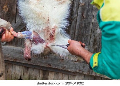 Soft Focus. Street Lighting. A Man With A Knife Removes The Skin From A Dead Animal. Rural Area