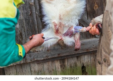 Soft Focus. Street Lighting. A Man With A Knife Removes The Skin From A Dead Animal. Rural Area