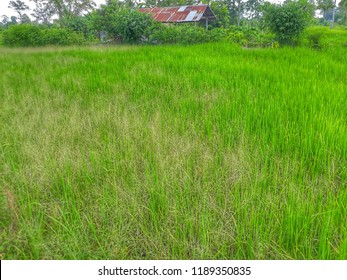 Rice Seedling Stock Photo 488824507 | Shutterstock