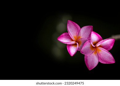 soft focus of sweet pink plumeria  flower over dark background - Powered by Shutterstock