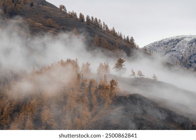 Soft focus. Thick fog in mountain. Golden larches on the steep slope barely show through the white dense fog.  - Powered by Shutterstock