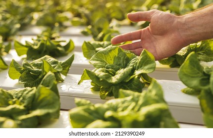 Weiche Fokussierung von nicht erkennbaren Gartenblättern, die frische Salatblätter berühren, die auf Nasshydroponischen Tisch im modernen Gewächshaus auf dem Bauernhof angebaut werden