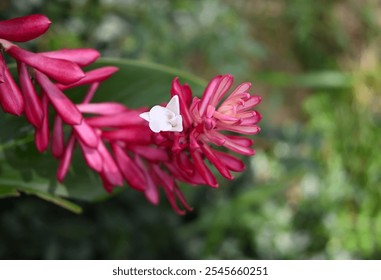 Soft focus view of an actual small white flower blooms on a red ginger flower inflorescence (Alpinia purpurata) - Powered by Shutterstock