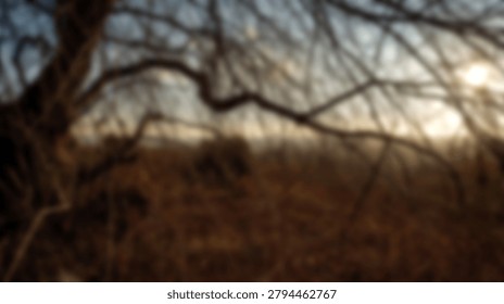 A soft focus view of leafless tree branches during a golden hour sunset in a rural landscape