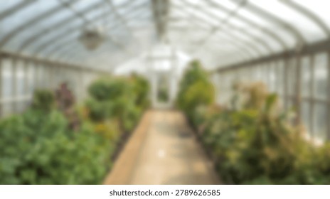 A soft focus view looking down the center aisle of a bright glass greenhouse filled with diverse indoor plants and lush botanical greenery.