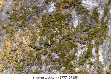 Soft Focus View of Moss on Old Tree. Warm Highlights and Dew Beads on Weathered Tree Bark. Closeup of Moist Moss and Slightly Blurred Edges on Ancient Tree Surface