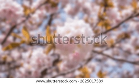 A soft focus view of numerous blooming pink cherry blossoms on a tree branch, signifying the arrival of spring and natural beauty.