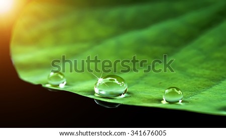 Similar – Image, Stock Photo Giant water lily pads in the pond of botanical garden in Mauritius. Victoria regia