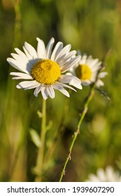 Soft Focus Of White Daisy In A Spring Field, Vertical