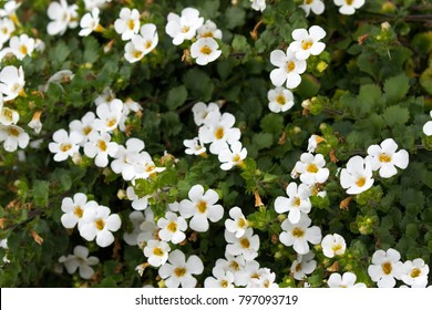 Soft focus of white Ornamental Bacopa flower with yellow pollen (Chaenostoma cordatum) 
