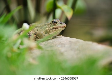 Soft focus of wild pelophylax ridibundus frog sitting on rock near grass on shore of lake on summer day in countryside - Shutterstock ID 2246358067