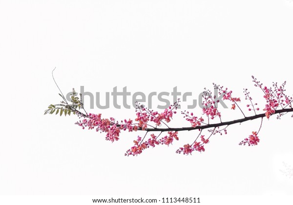 Soft Focus,A\
bouquet of pink flowers dividing the bloom and holding the\
inflorescence into the sky and colorful and beautiful shapes on a\
white background. clipping path\
illustrator
