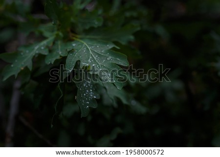 Soft focused dark shot of oak tree leaves with raindrops or dew