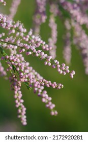 Soft Focused Macro Shot Of Beautiful Pink Tamarix Flowers, Spring Flora Blossom. Tamaricaceae Or Tamarisk